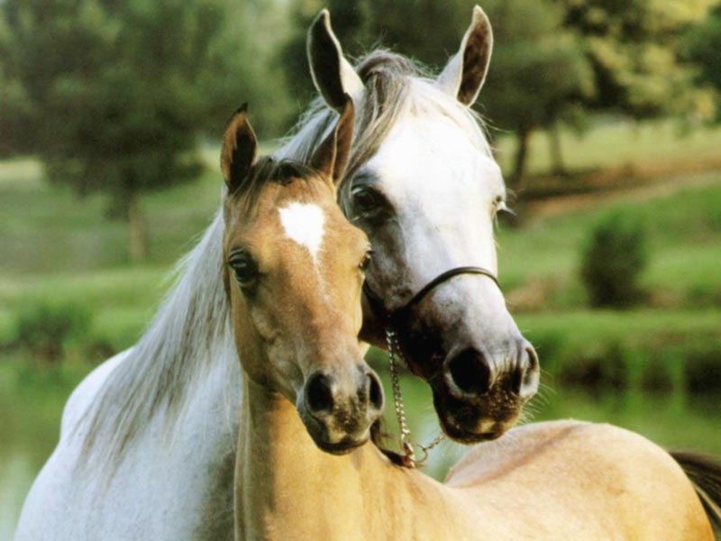 صور خلفيات خيول عربية اصيلة صور احصنة عربية اصيلة بجودة HD (1)