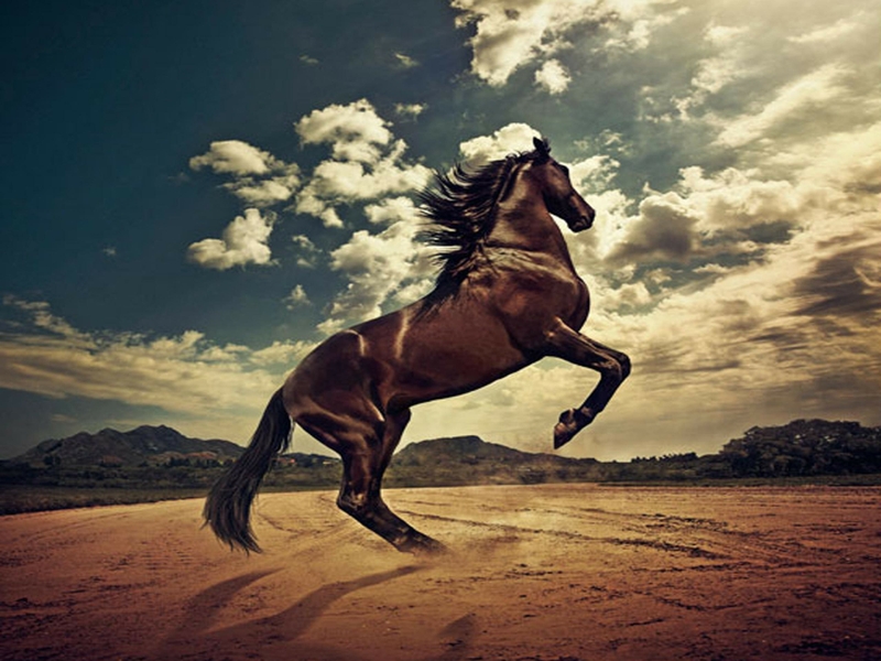 صور خلفيات خيول عربية اصيلة صور احصنة عربية اصيلة بجودة HD (13)