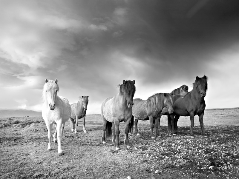 صور خلفيات خيول عربية اصيلة صور احصنة عربية اصيلة بجودة HD (20)