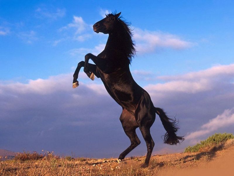 صور خلفيات خيول عربية اصيلة صور احصنة عربية اصيلة بجودة HD (26)