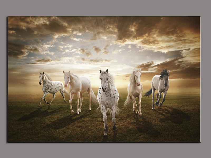 صور خلفيات خيول عربية اصيلة صور احصنة عربية اصيلة بجودة HD (33)