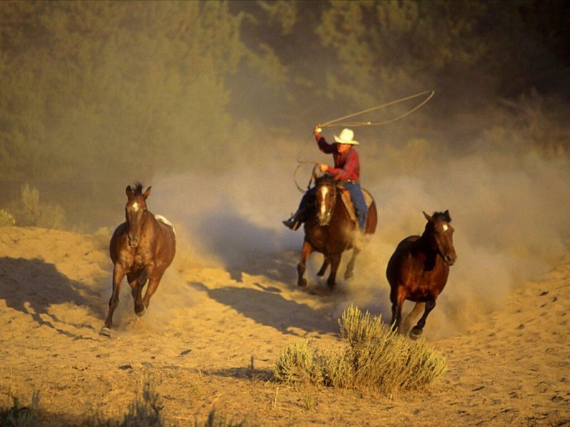 صور خلفيات خيول عربية اصيلة صور احصنة عربية اصيلة بجودة HD (38)