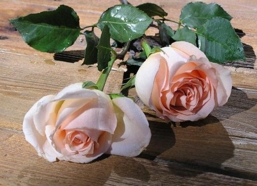 صور ورود جميلة اجمل صور الورد والازهار بجودة HD (24)