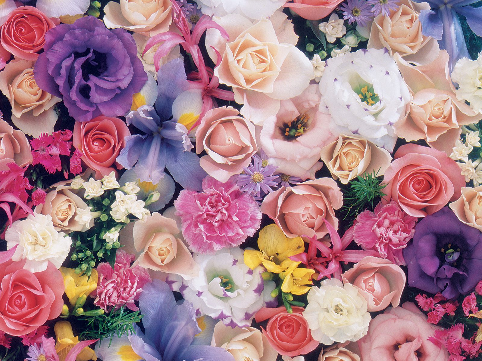 صور ورود جميلة اجمل صور الورد والازهار بجودة HD (42)
