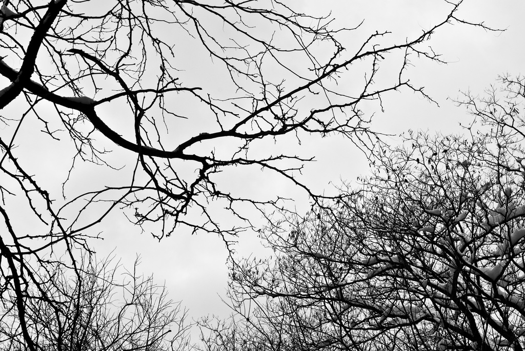 Branches, Black-and-White