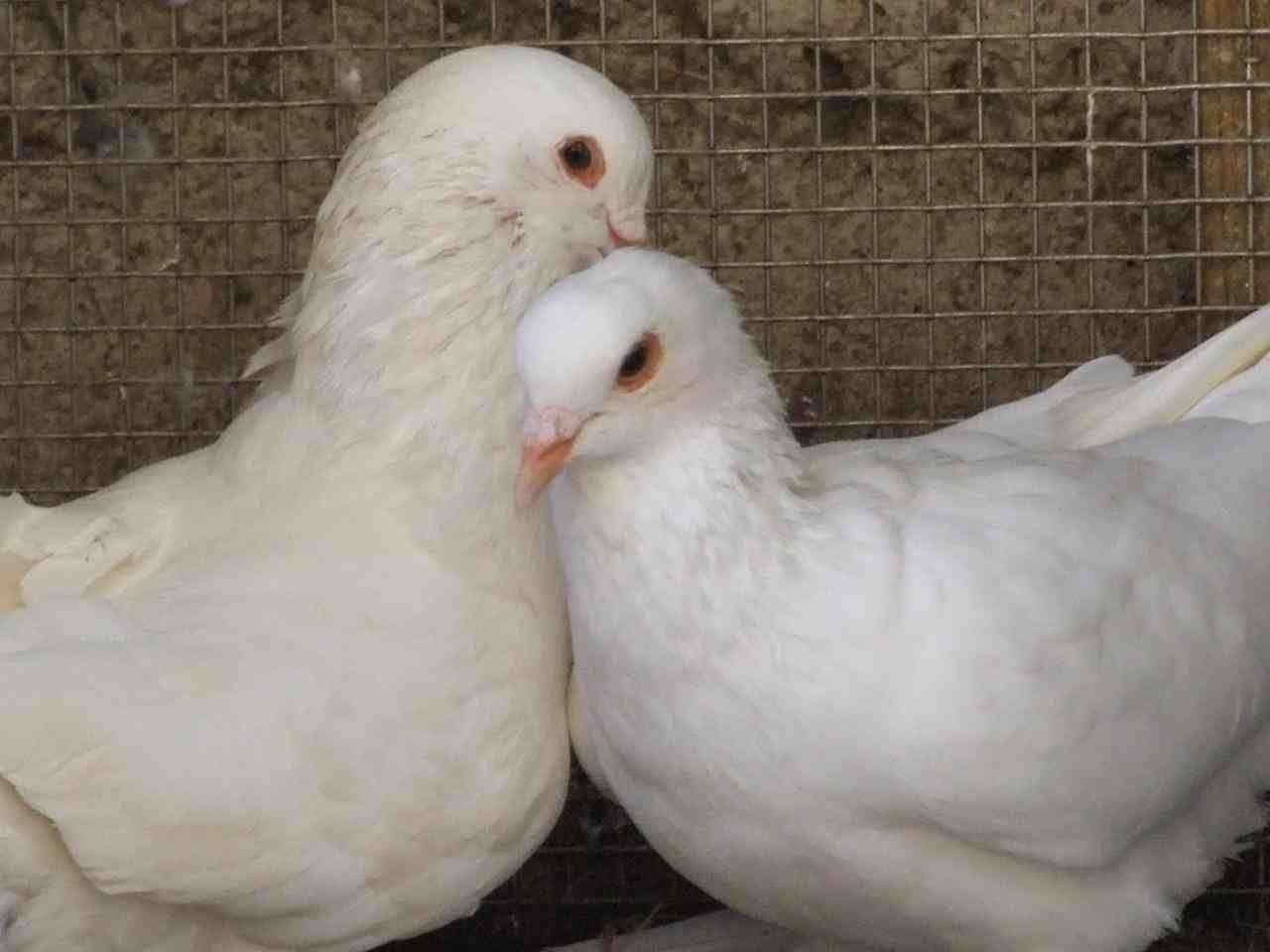 beautiful pigeon love